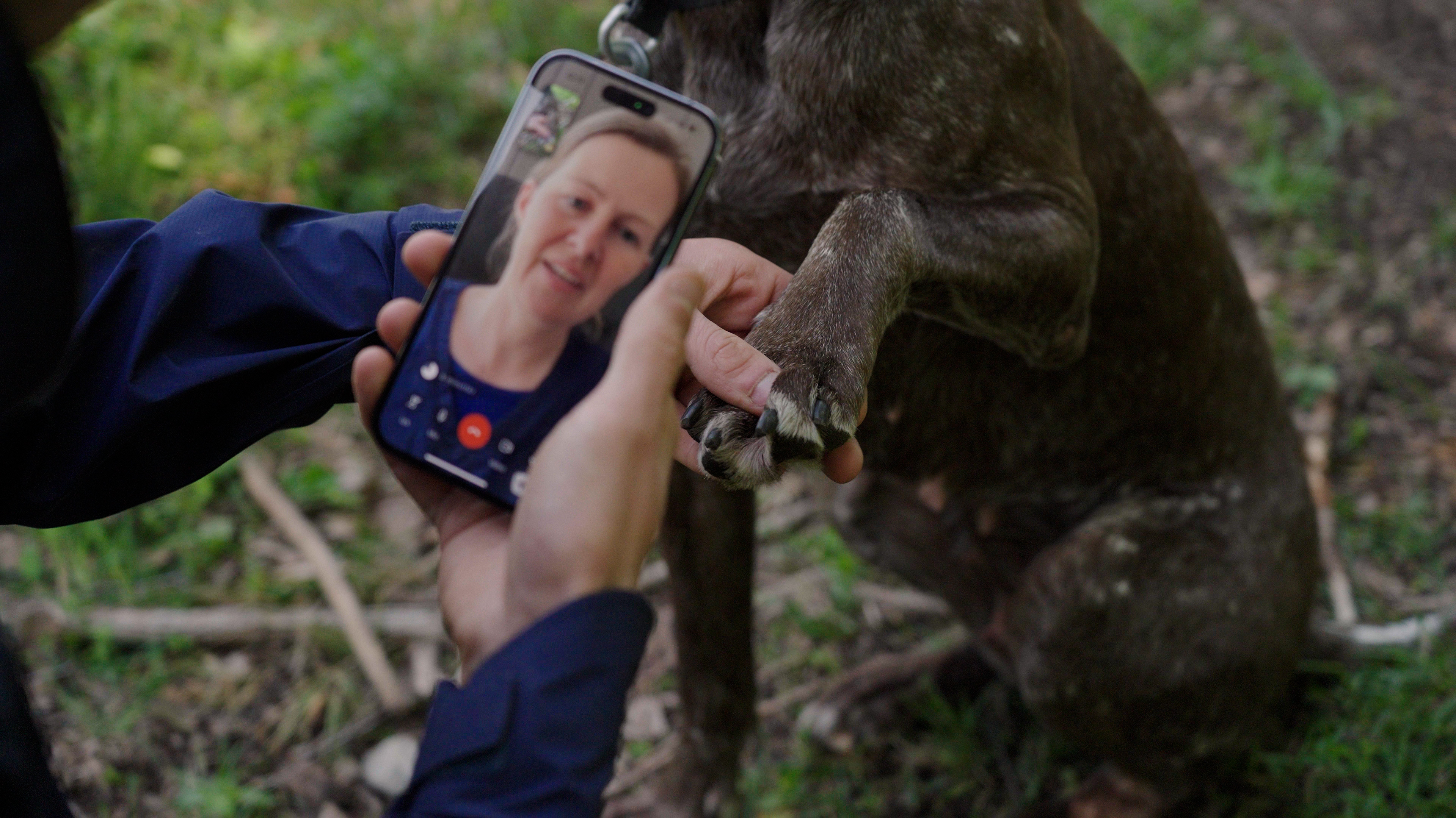 Person i en skog peker mobilen mot poten til hunden sin under en videokonsultasjon med veterinær hos FirstVet.
