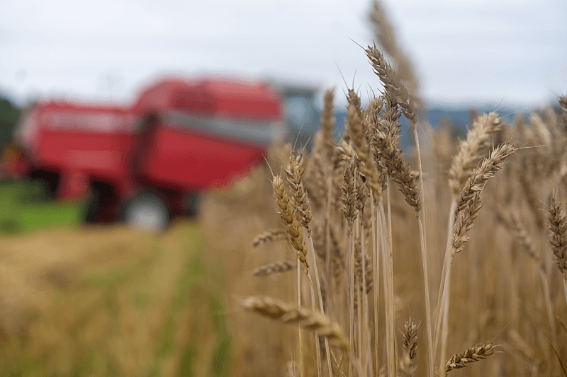 Byggkorn med traktor i bakgrunnen