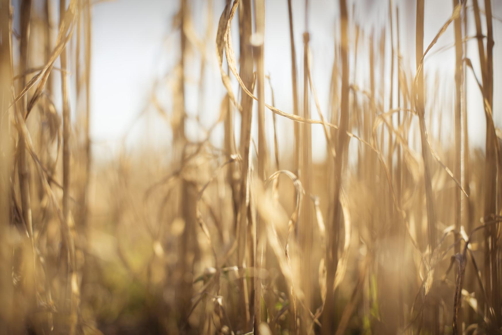 Mange korn strå. foto